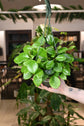 Hoya Australis &