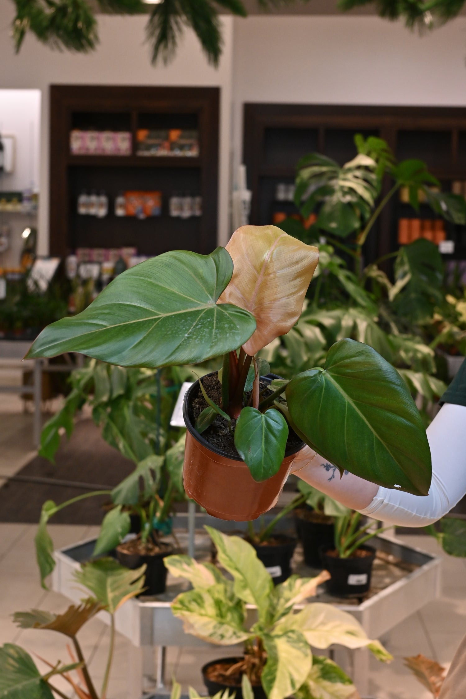 philodendron morning glory Philodendron Summer Glory – Lost in the Forrest