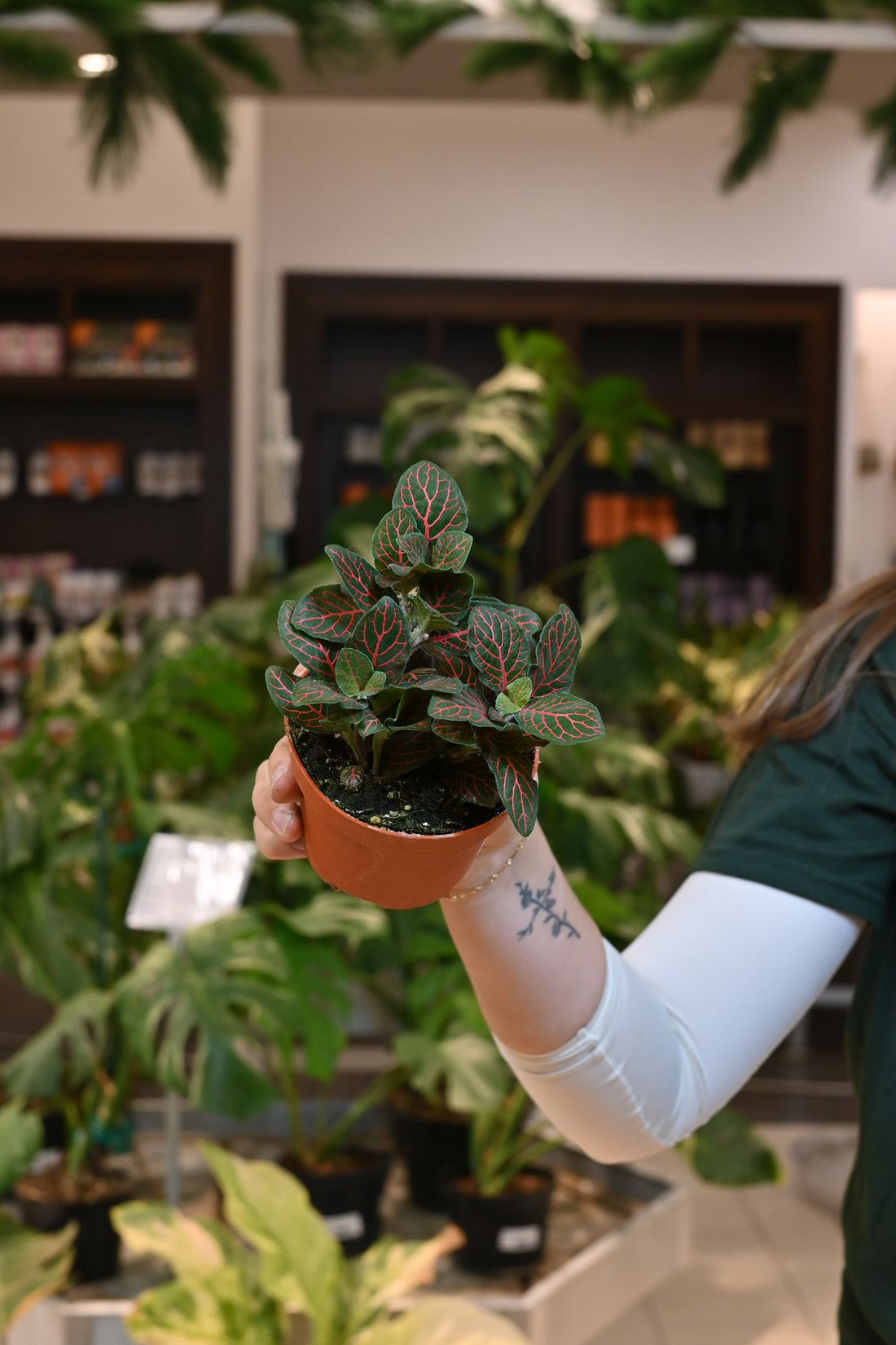 Fittonia Assorted