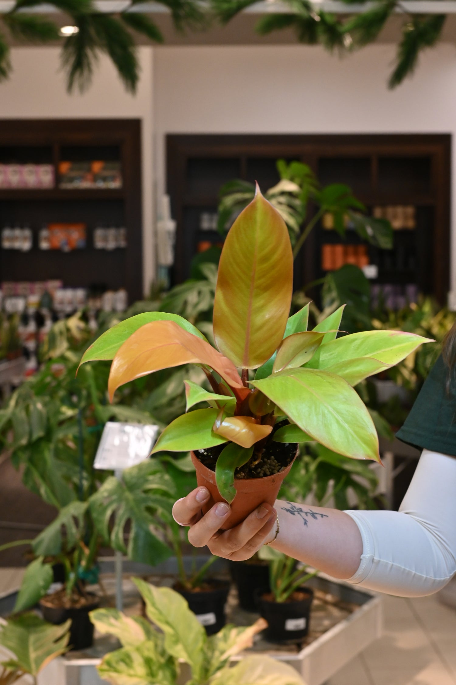 Philodendron Prince of Orange