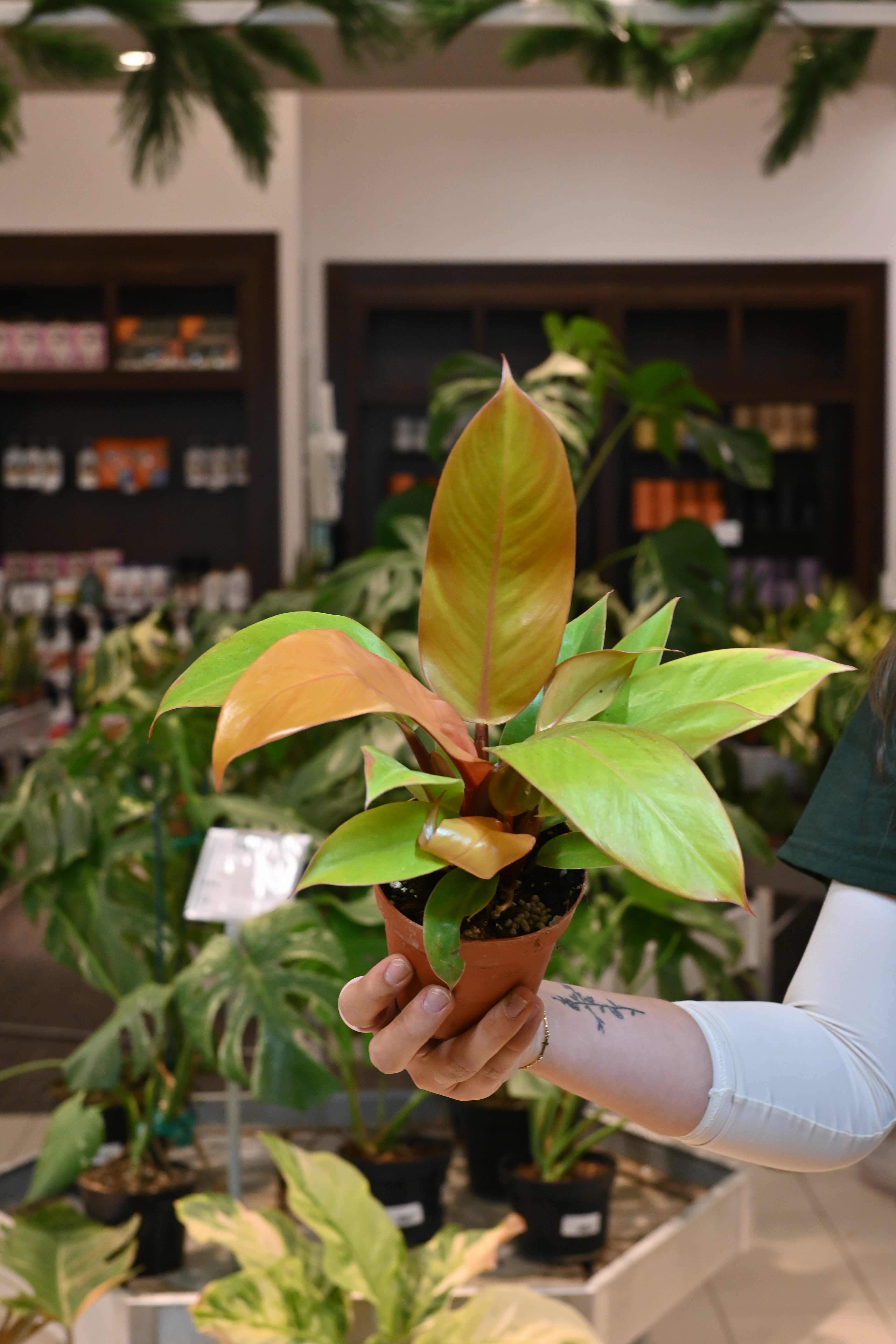 Philodendron Prince of Orange