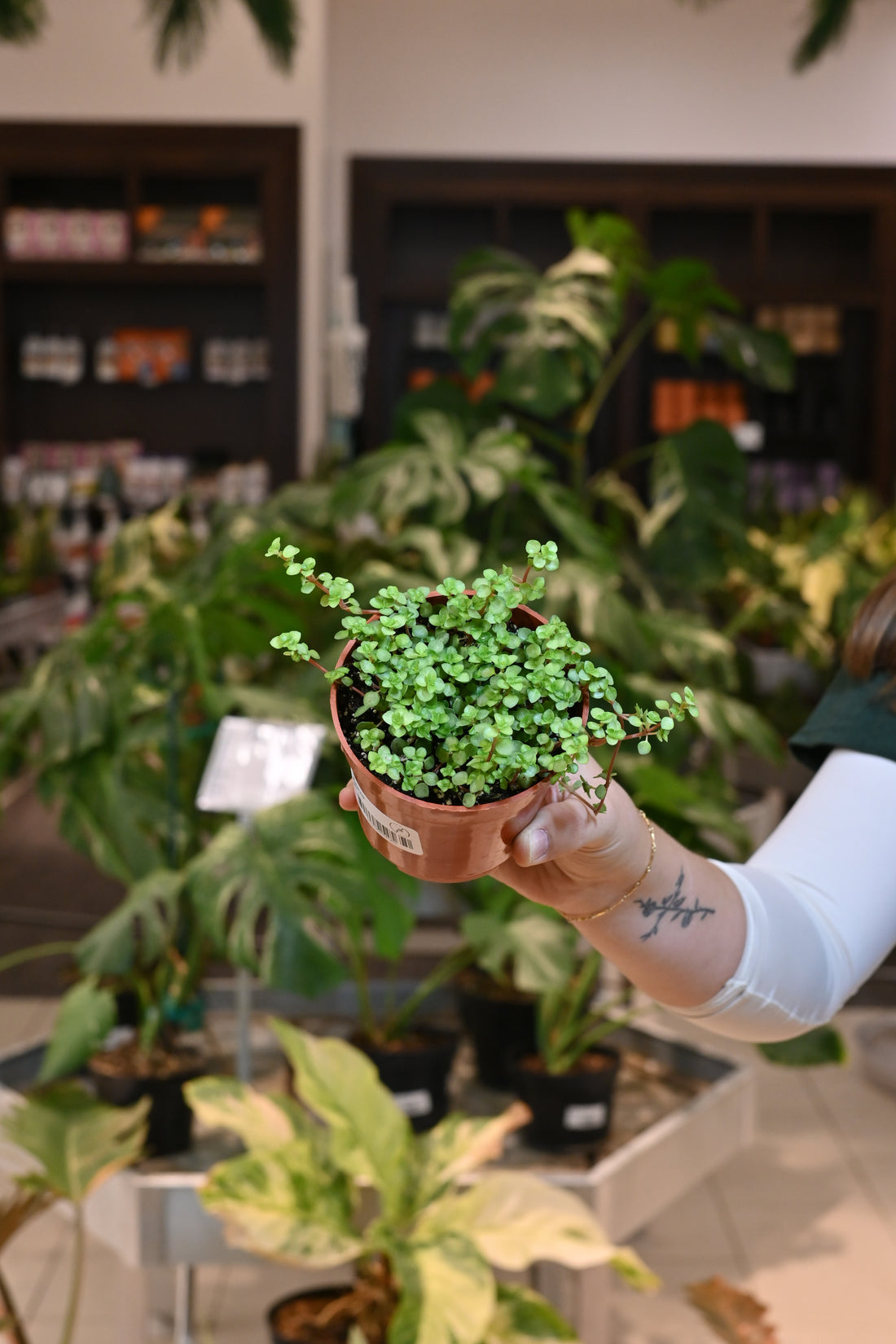 Pilea Aqua Marine