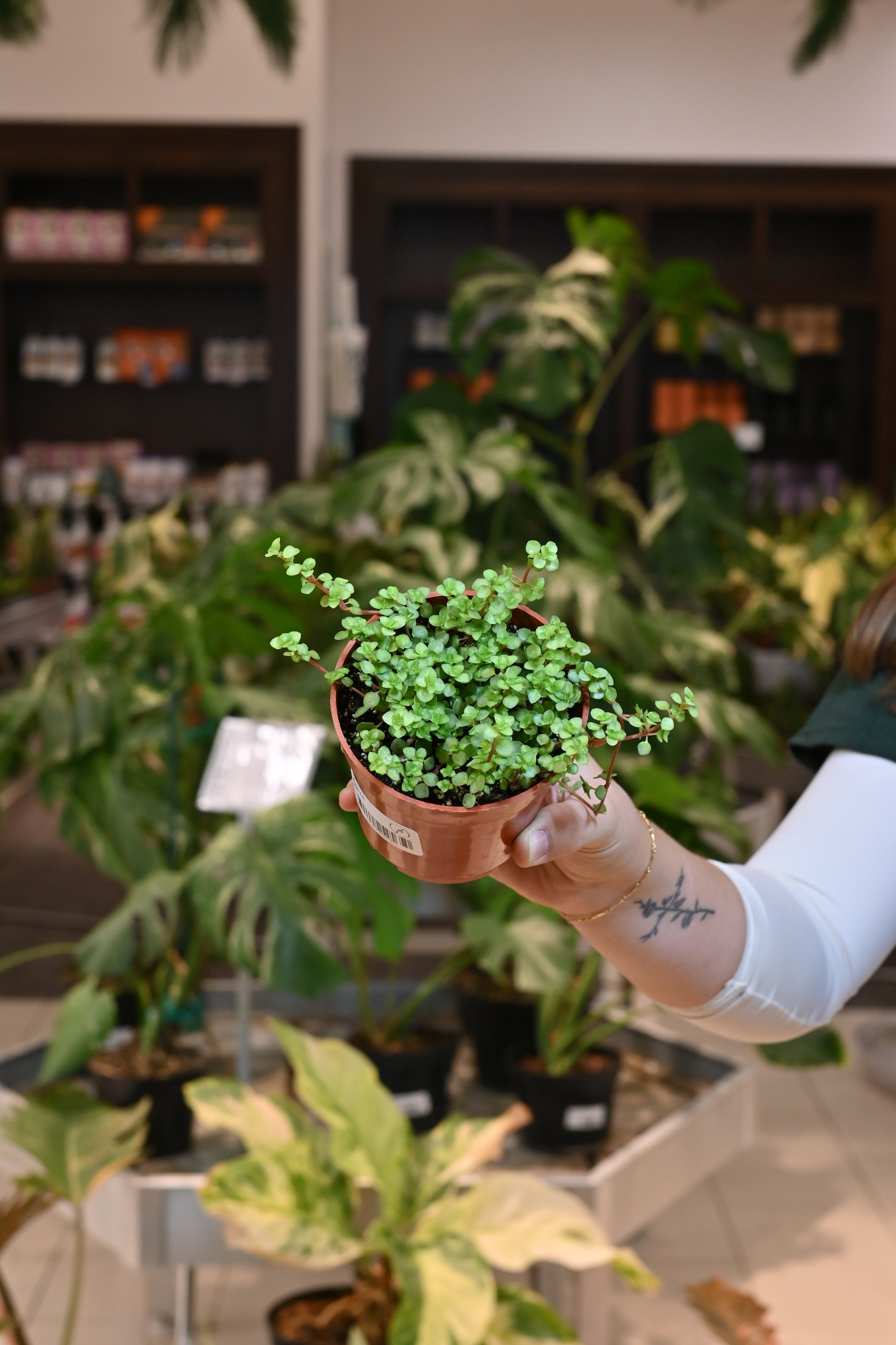 Pilea Aqua Marine