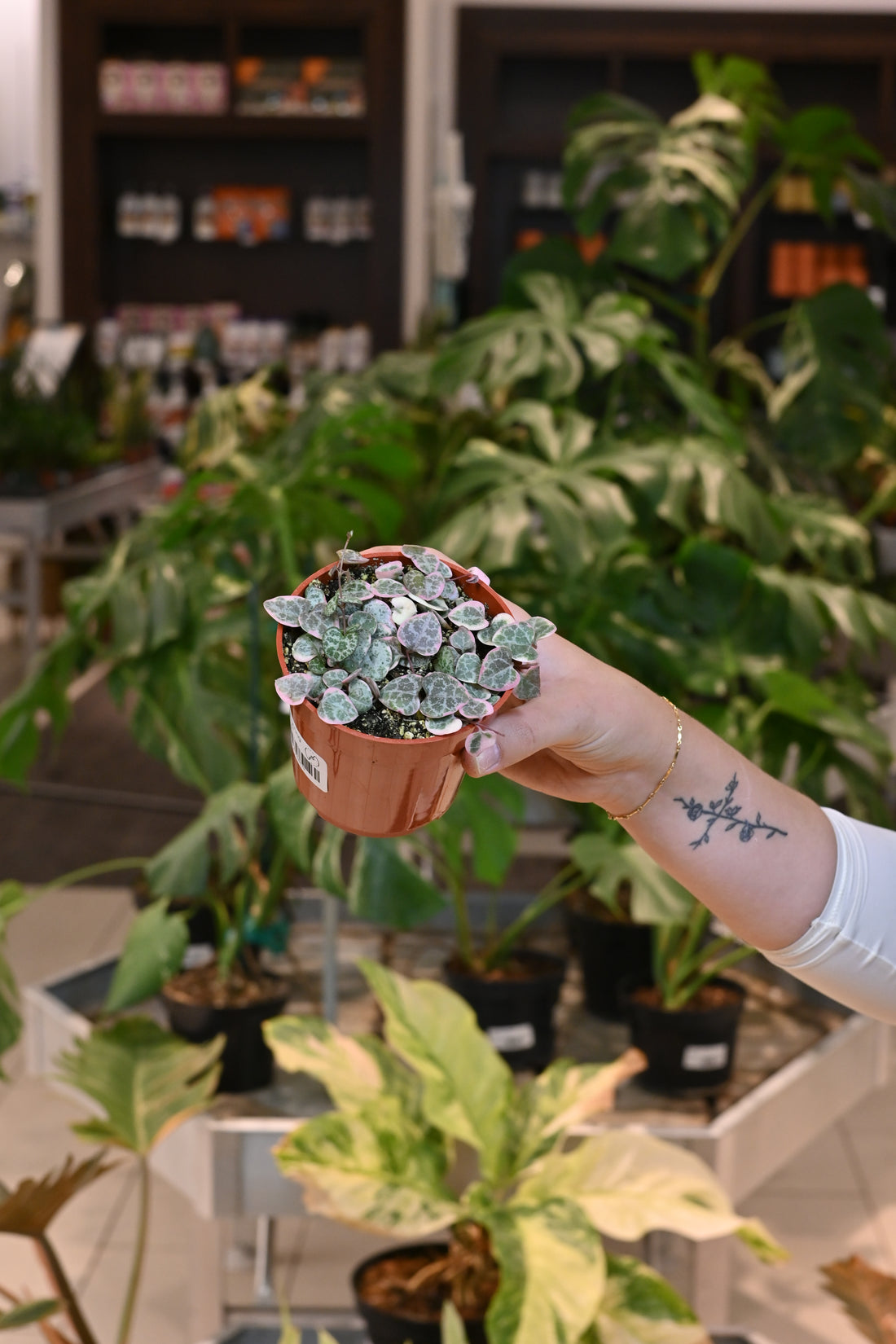 Variegated String of Hearts