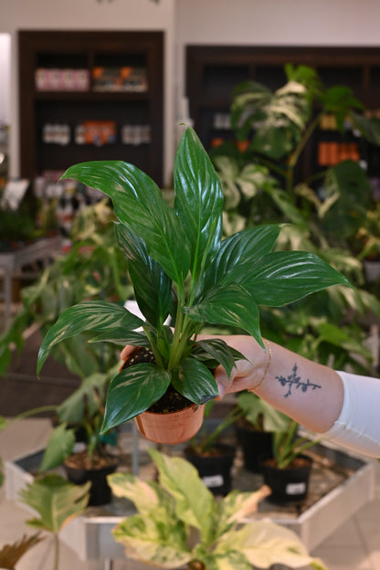 Spathiphyllum