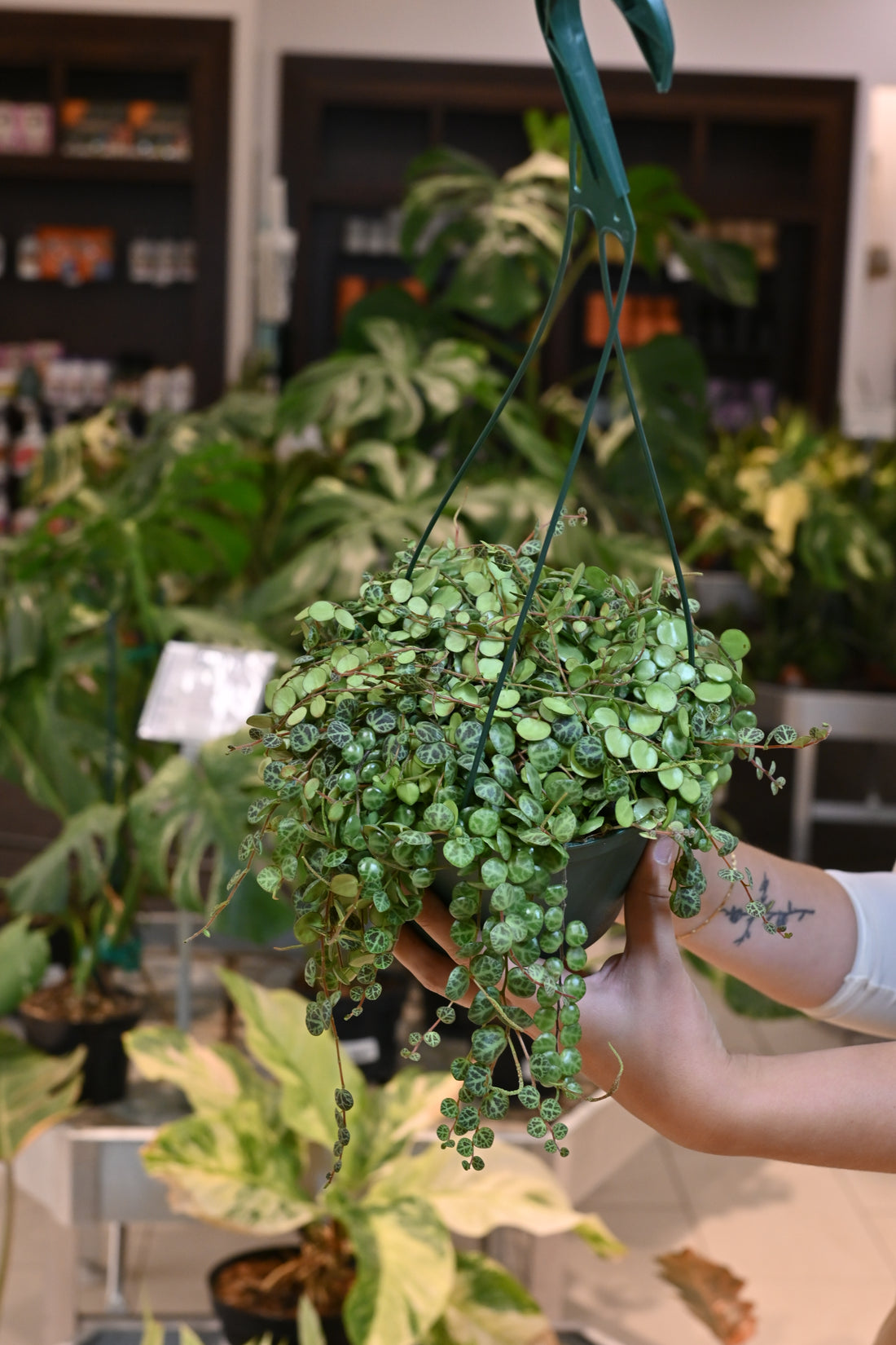 String of Turtles
