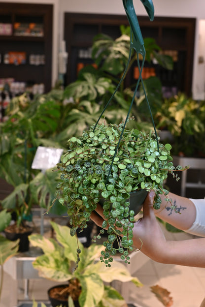 String of Turtles