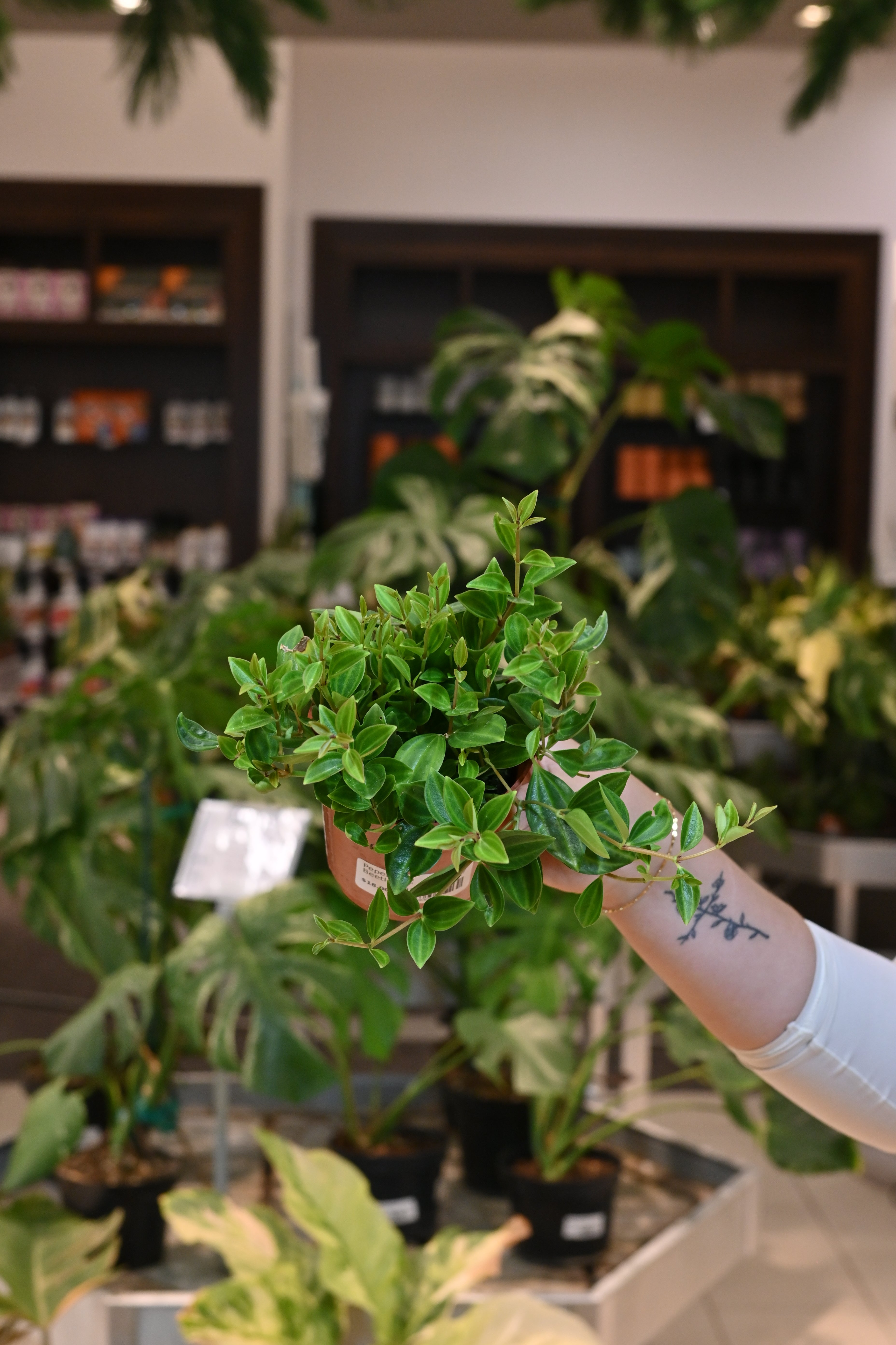 Peperomia Beetle