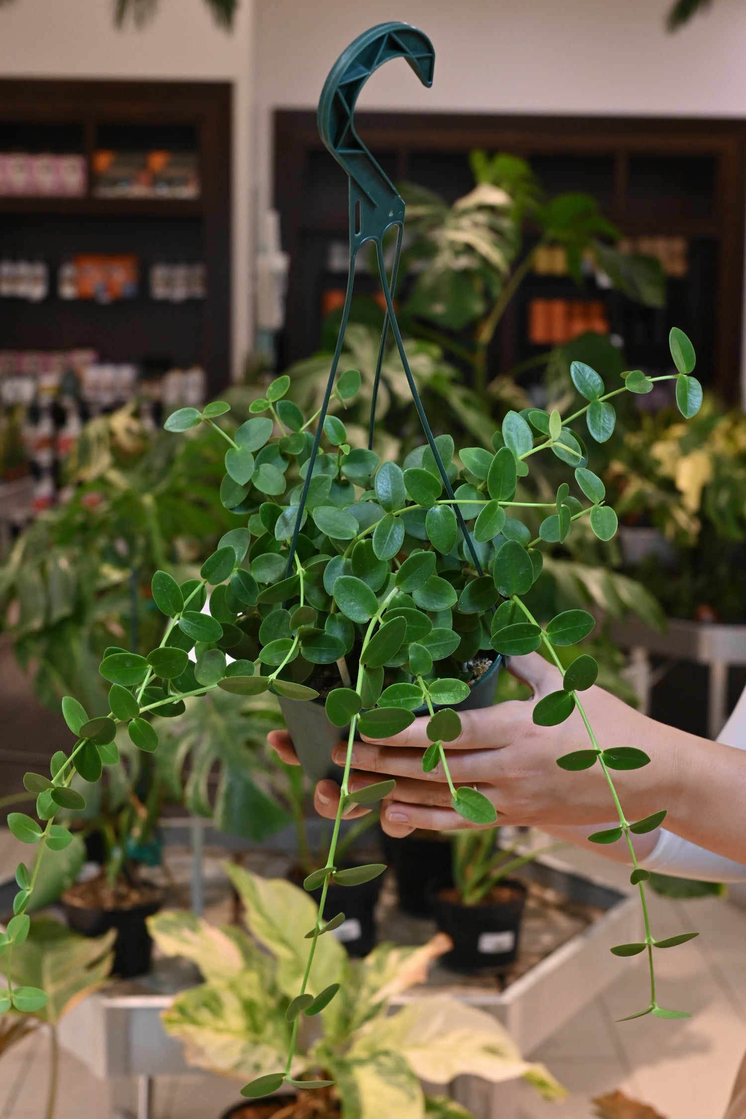 Hoya Cumingiana