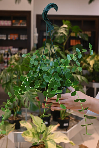Hoya Cumingiana