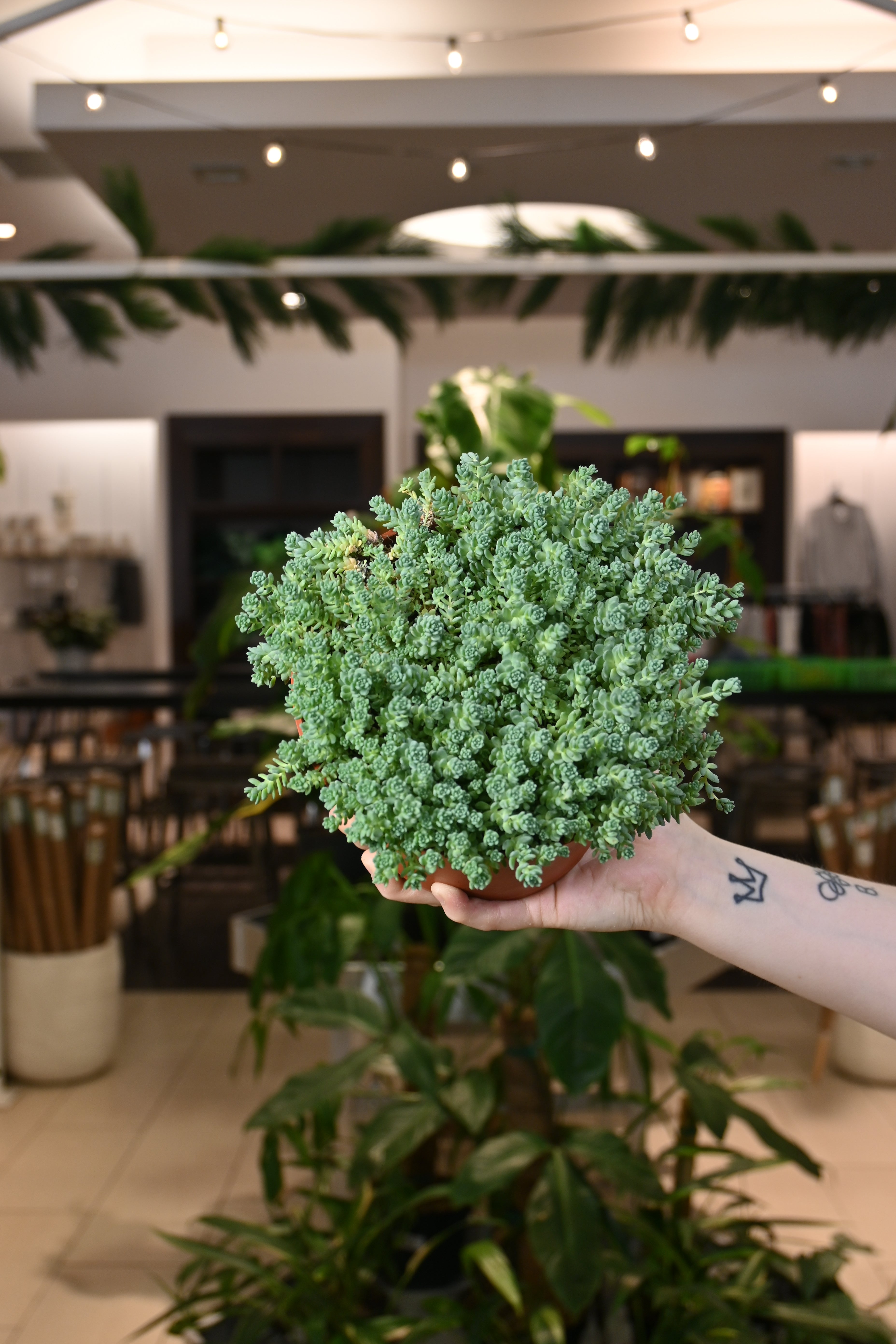 Sedum Blue Tears Lost In The Forrest sedum-blue-tears-lost-in-the-forrest