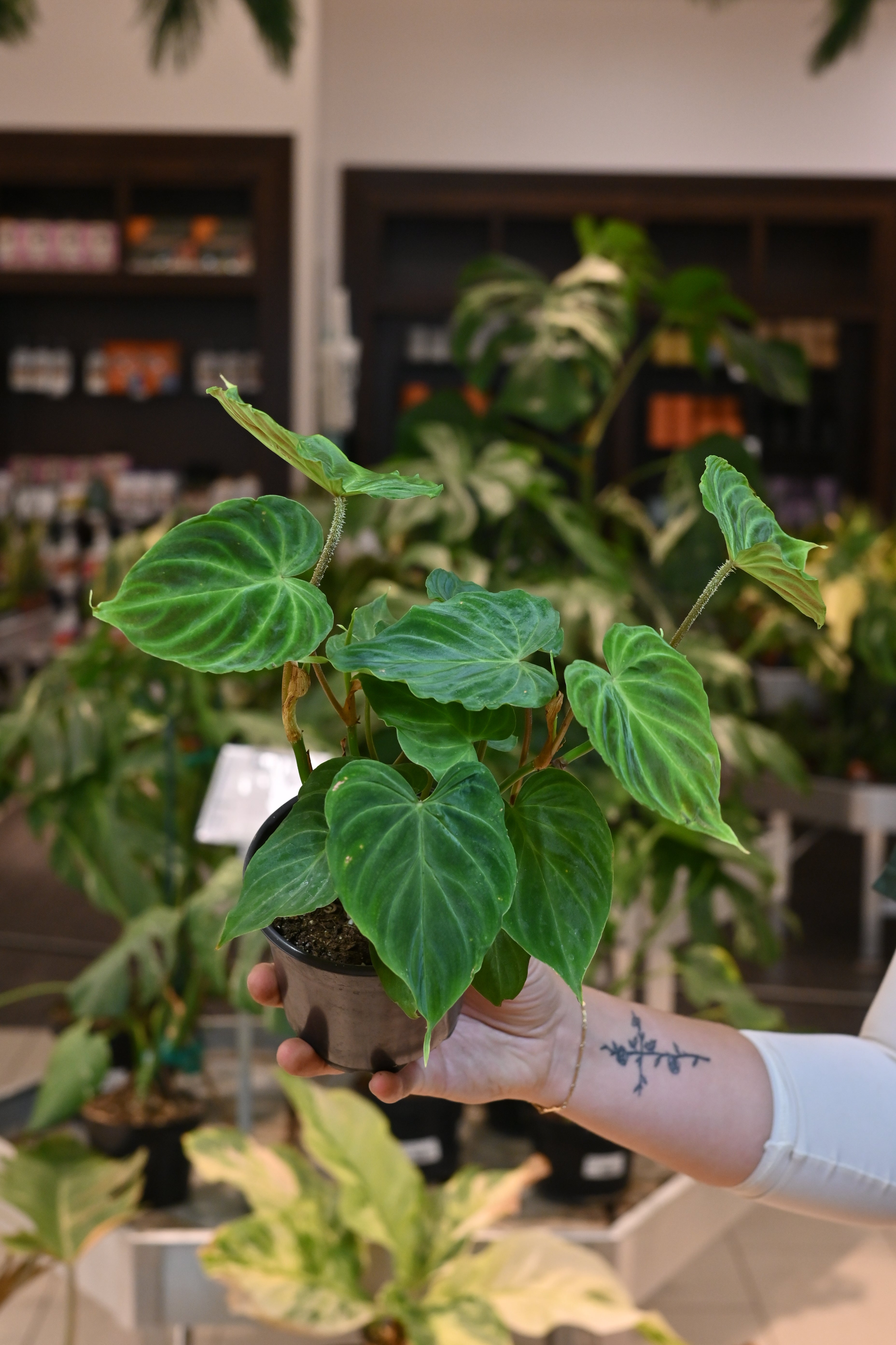 Philodendron Verrucosum