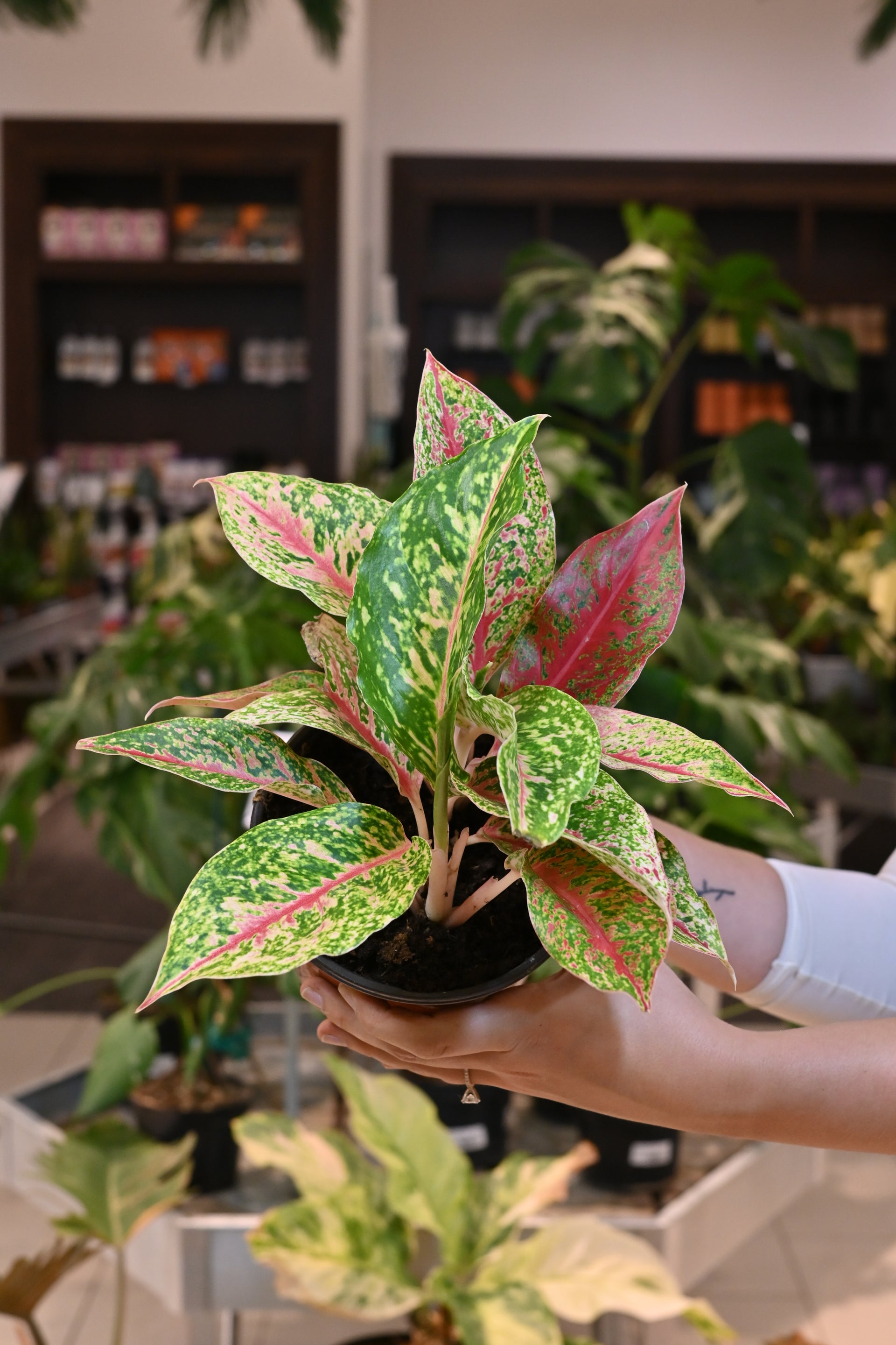 aglaonema night sparkle Aglaonema Night Sparkle