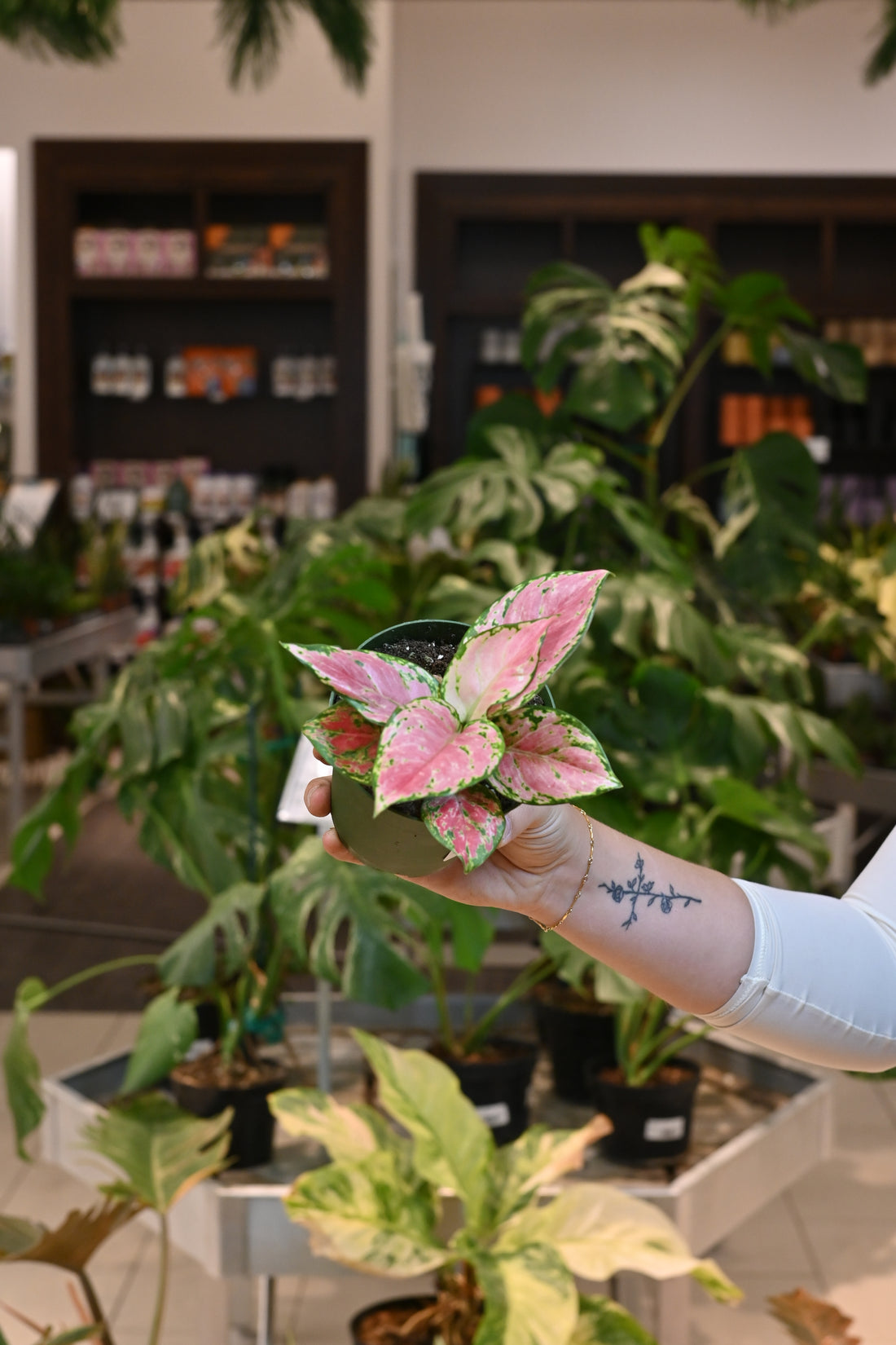 Aglaonema Red Diamond