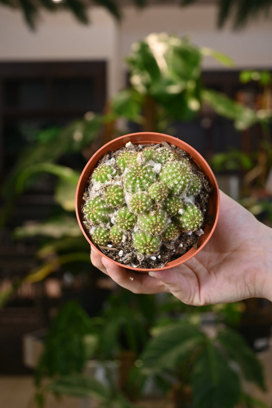 Echinocereus Rose Quartz