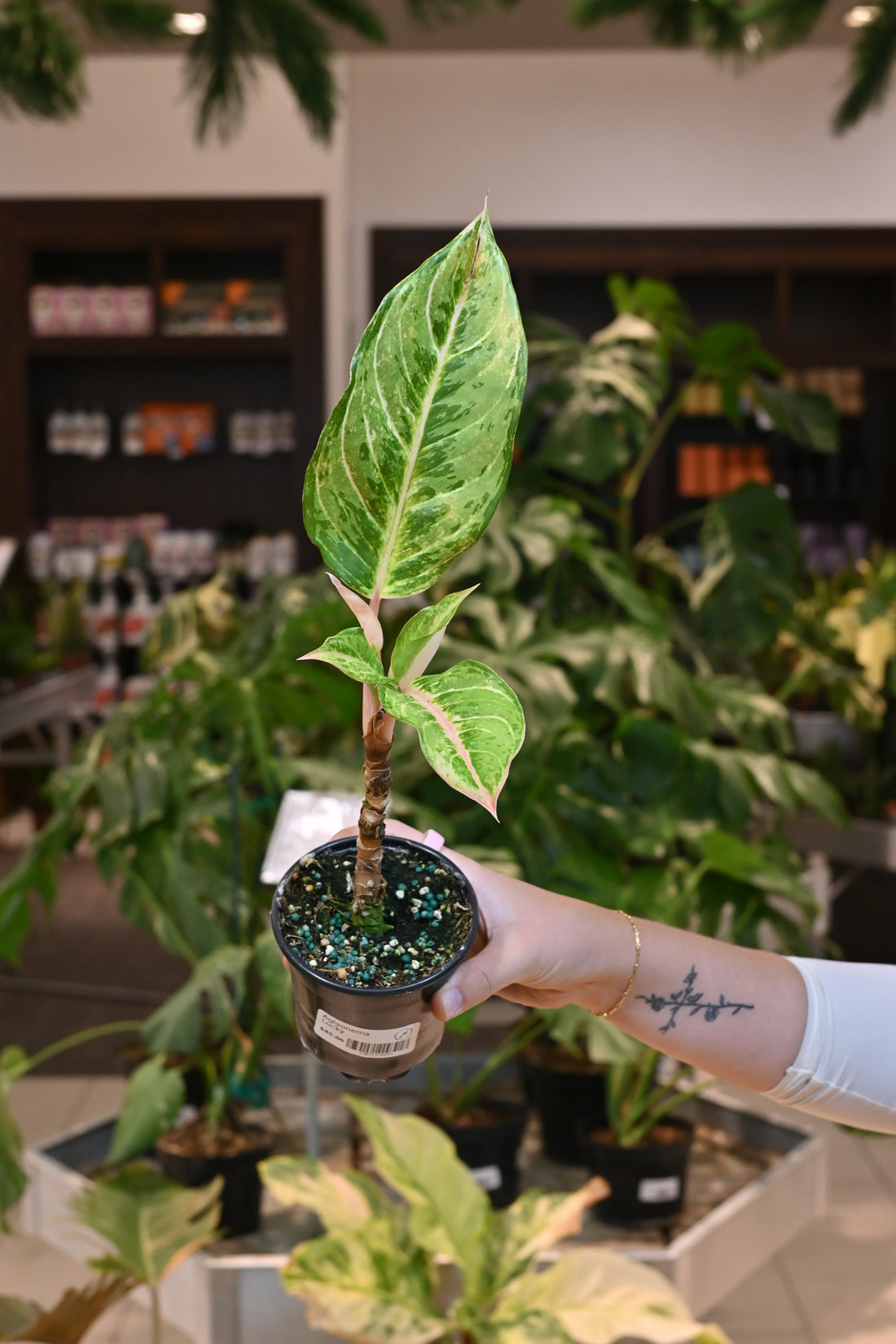 Aglaonema Lucky