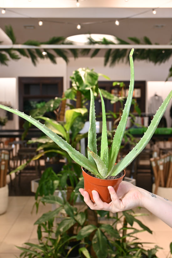 Aloe Vera