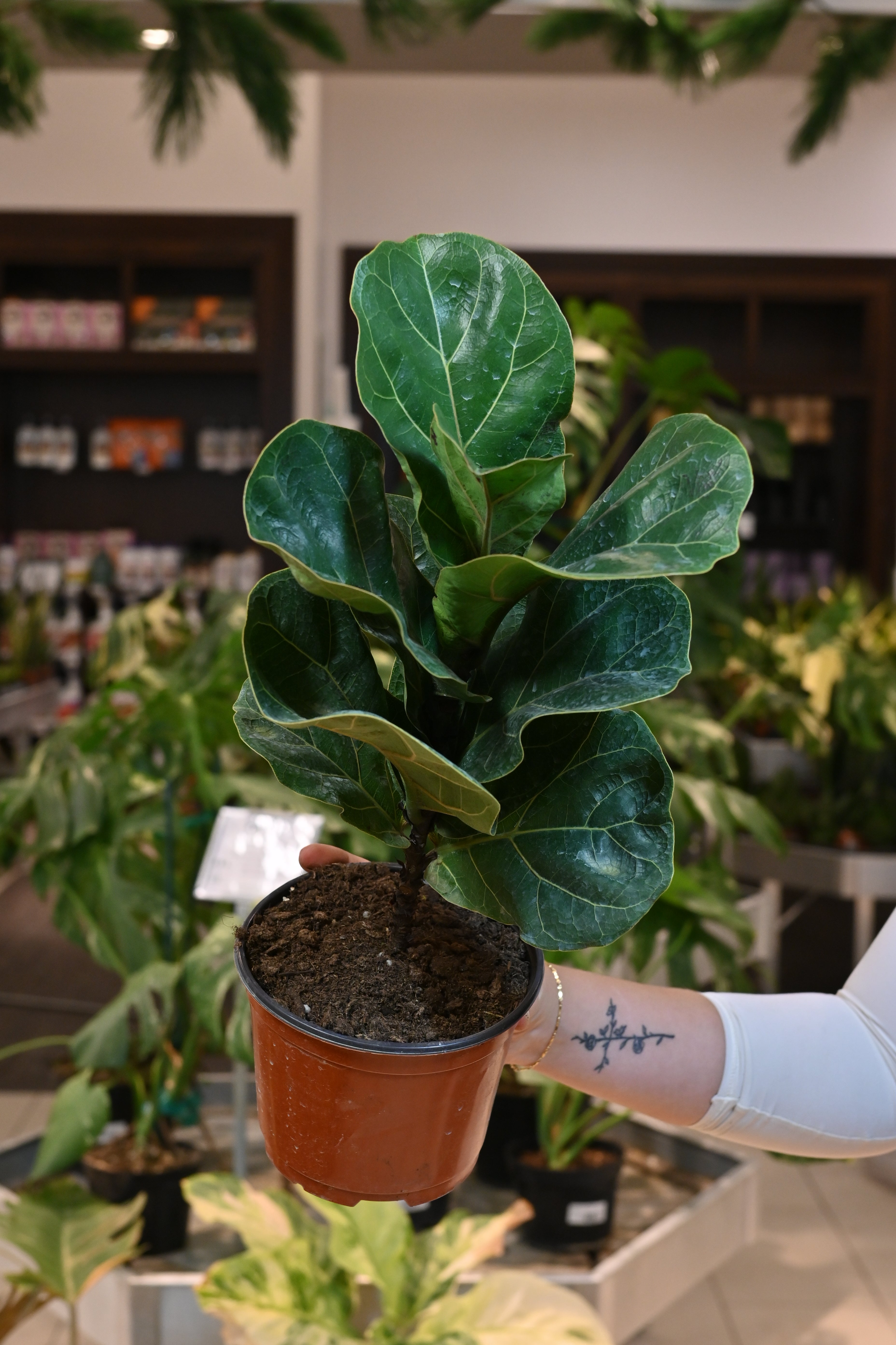 Ficus Lyrata &