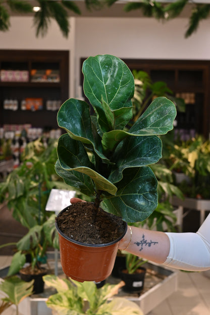 Ficus Lyrata &