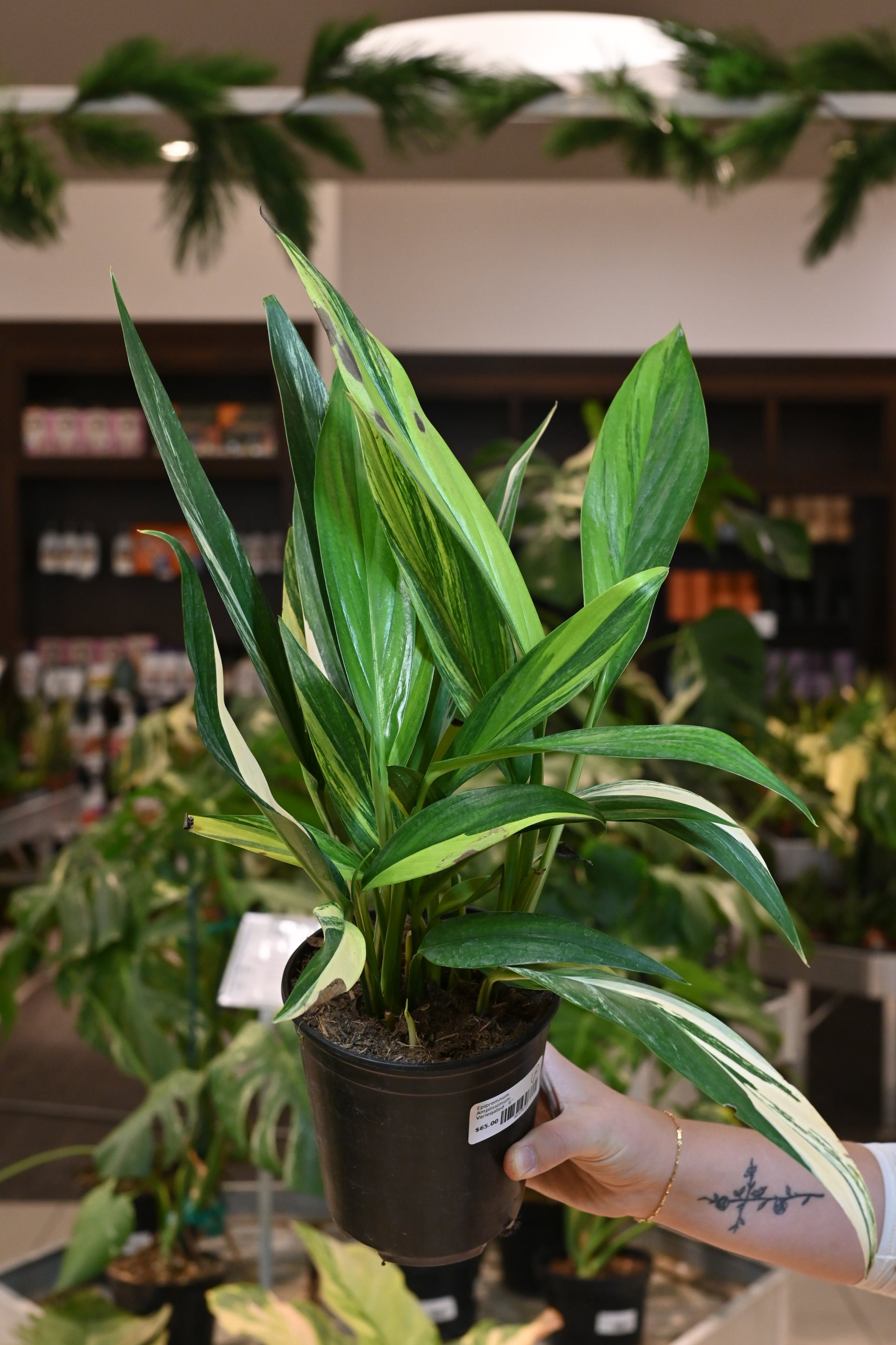 pothos amplissimum Epipremnum Amplissimum Variegated – Lost in the Forrest