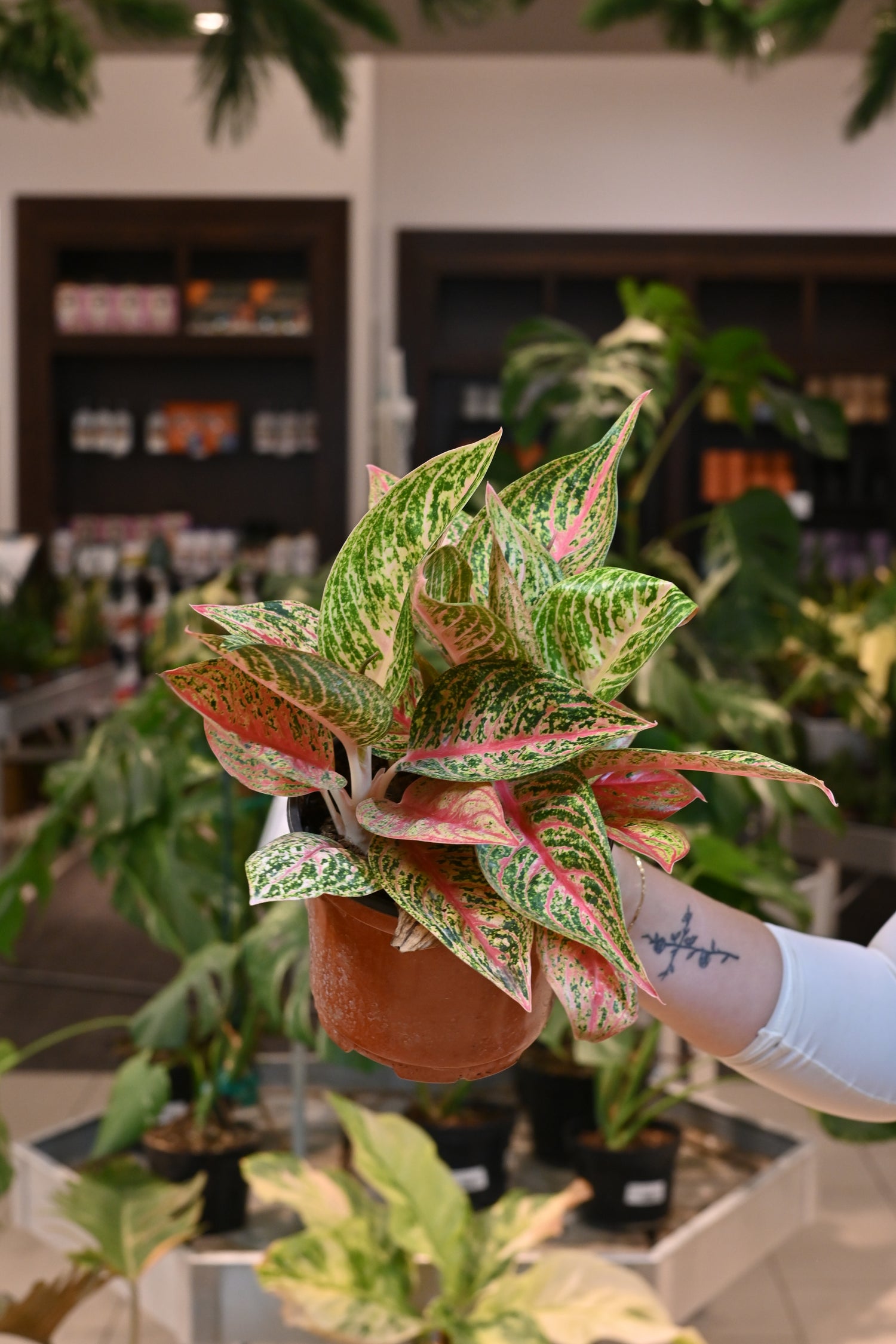 Aglaonema Starshining