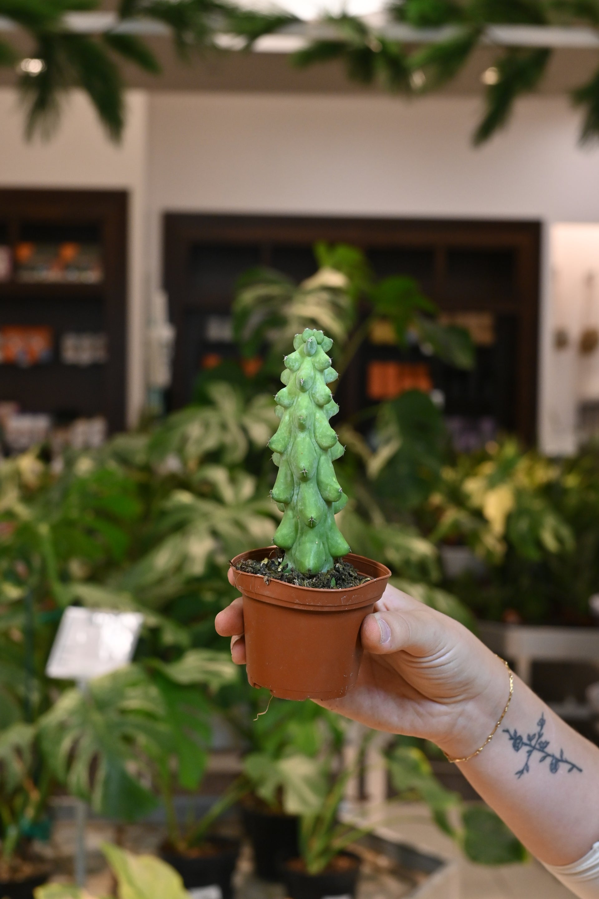 boobie kaktus Boobie Cactus – Lost in the Forrest