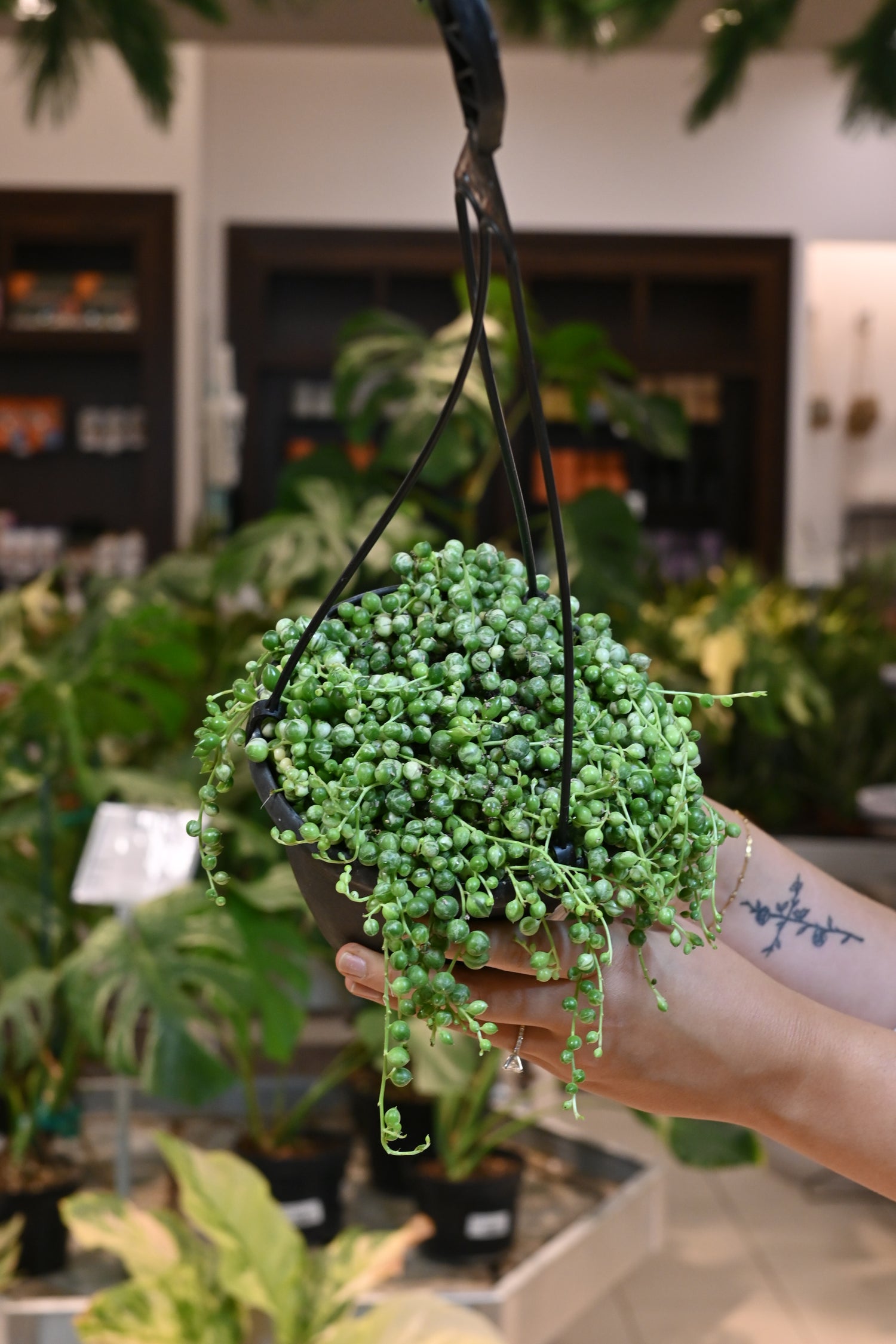 String of Pearls Variegated