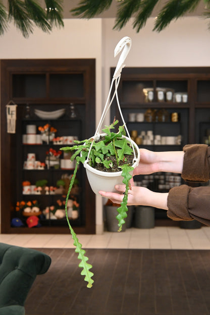 Fishbone Cactus
