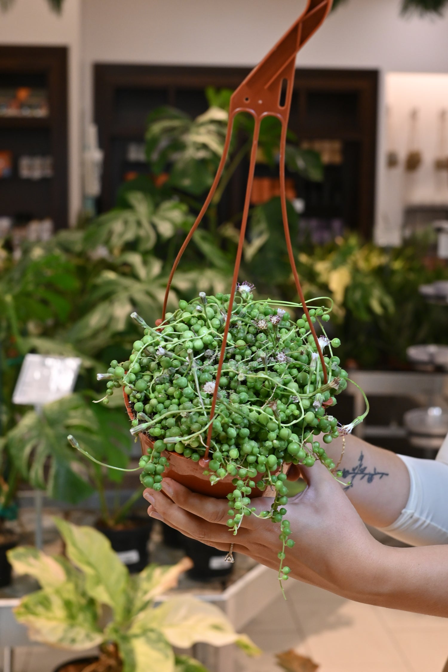 String of Pearls