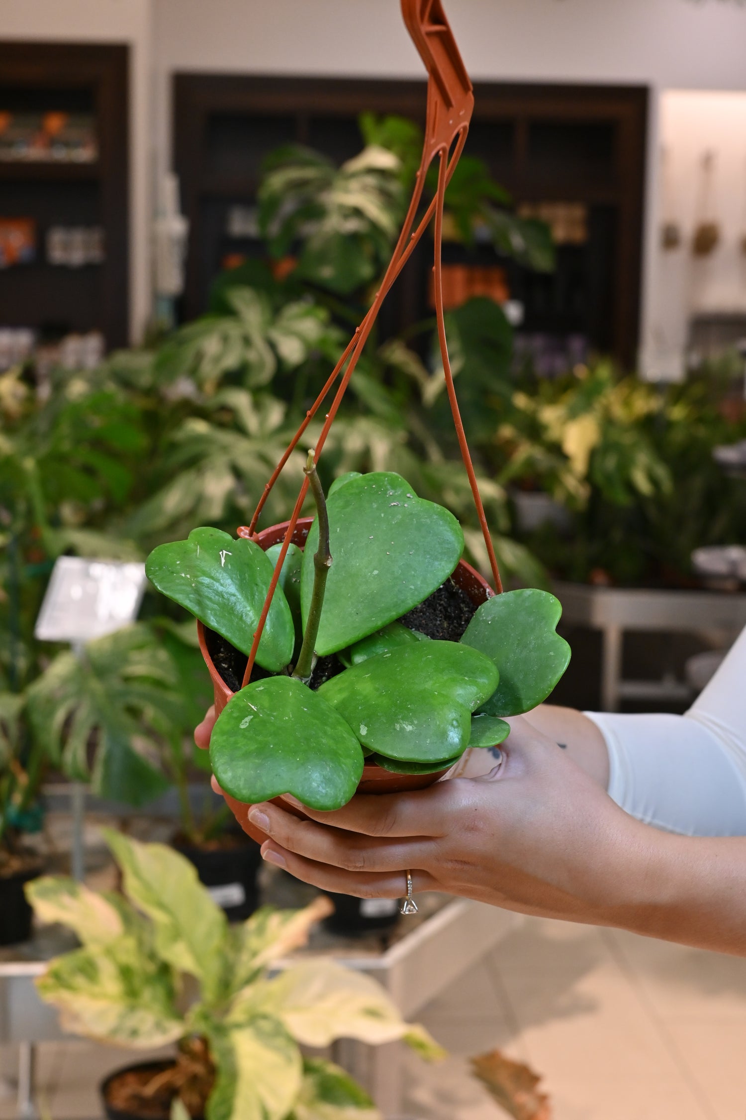 hoya money plant Hoya Kerrii 4"