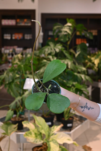 Hoya Kerrii
