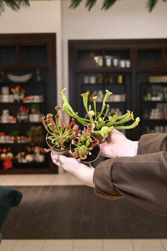 Pitcher Plant &