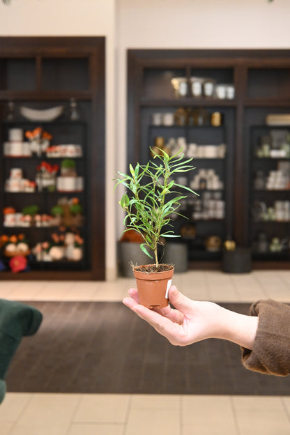 Ficus Salicifolia