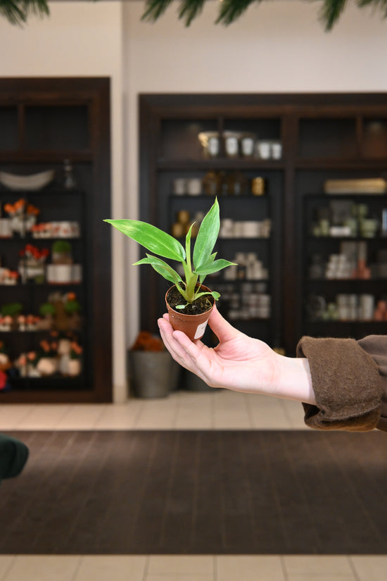 Philodendron Ruizii