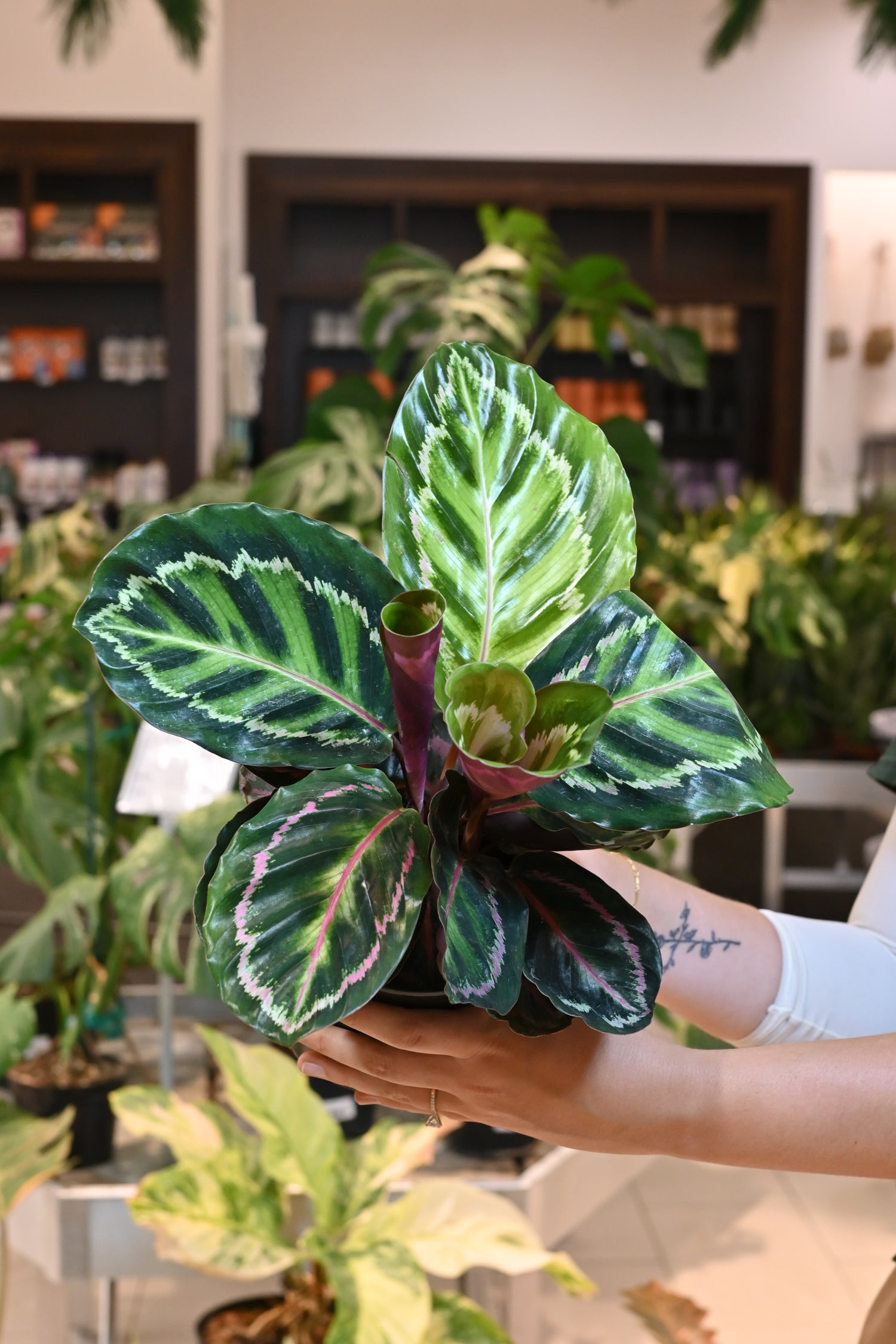Calathea Medallion