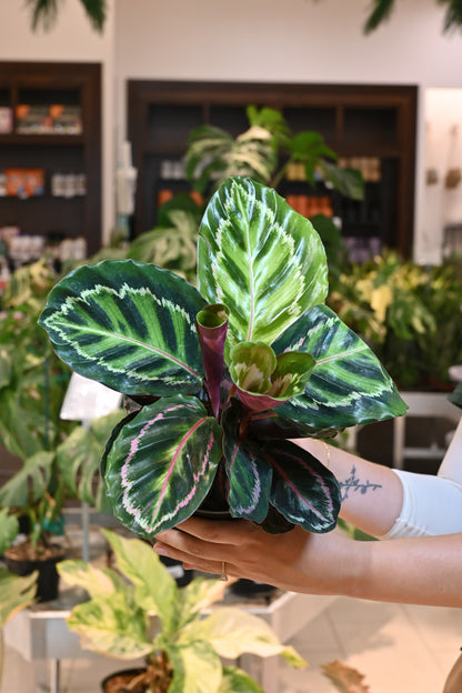 Calathea Medallion