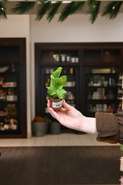 Staghorn Fern &