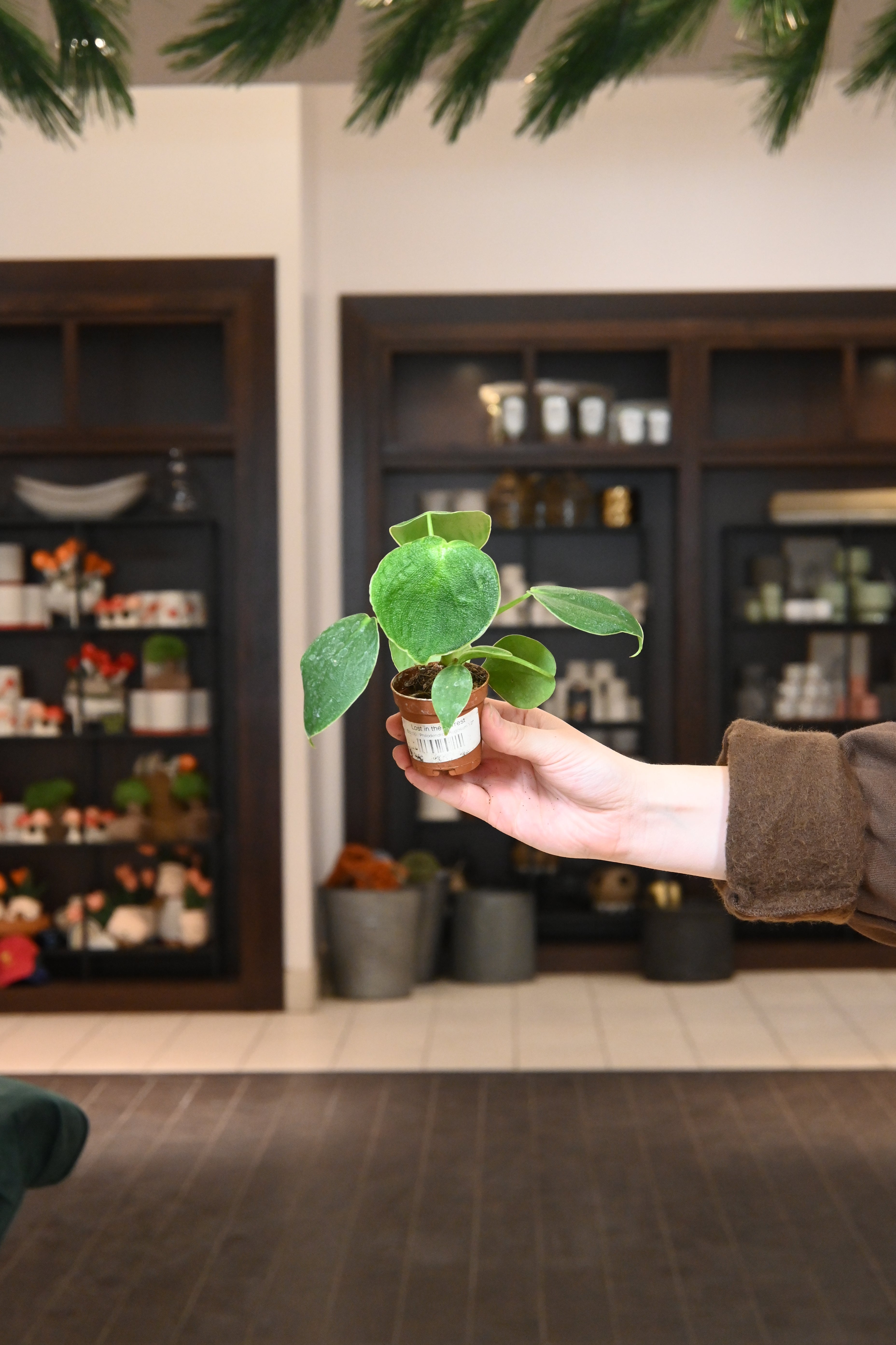 Philodendron Rugosum