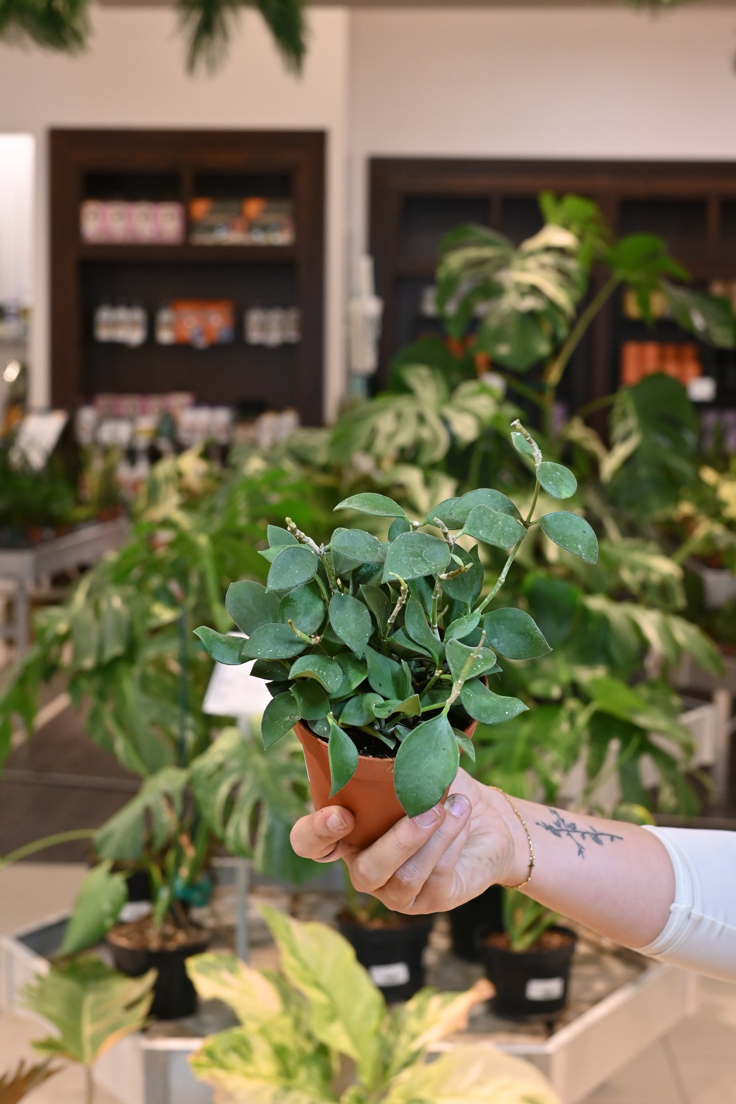 Hoya Pubera