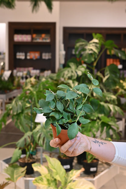 Hoya Pubera