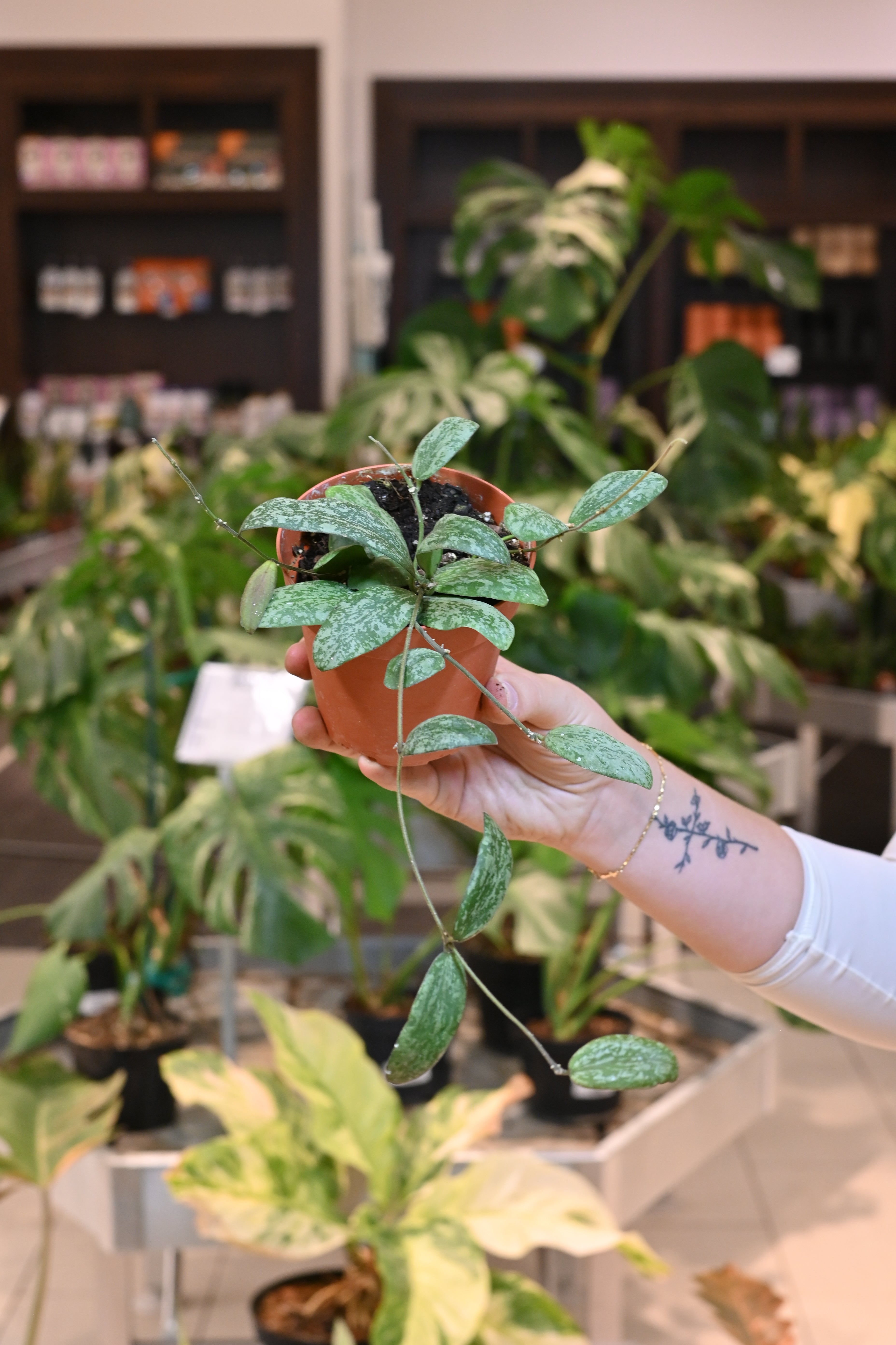 Hoya Sigillatis Silver