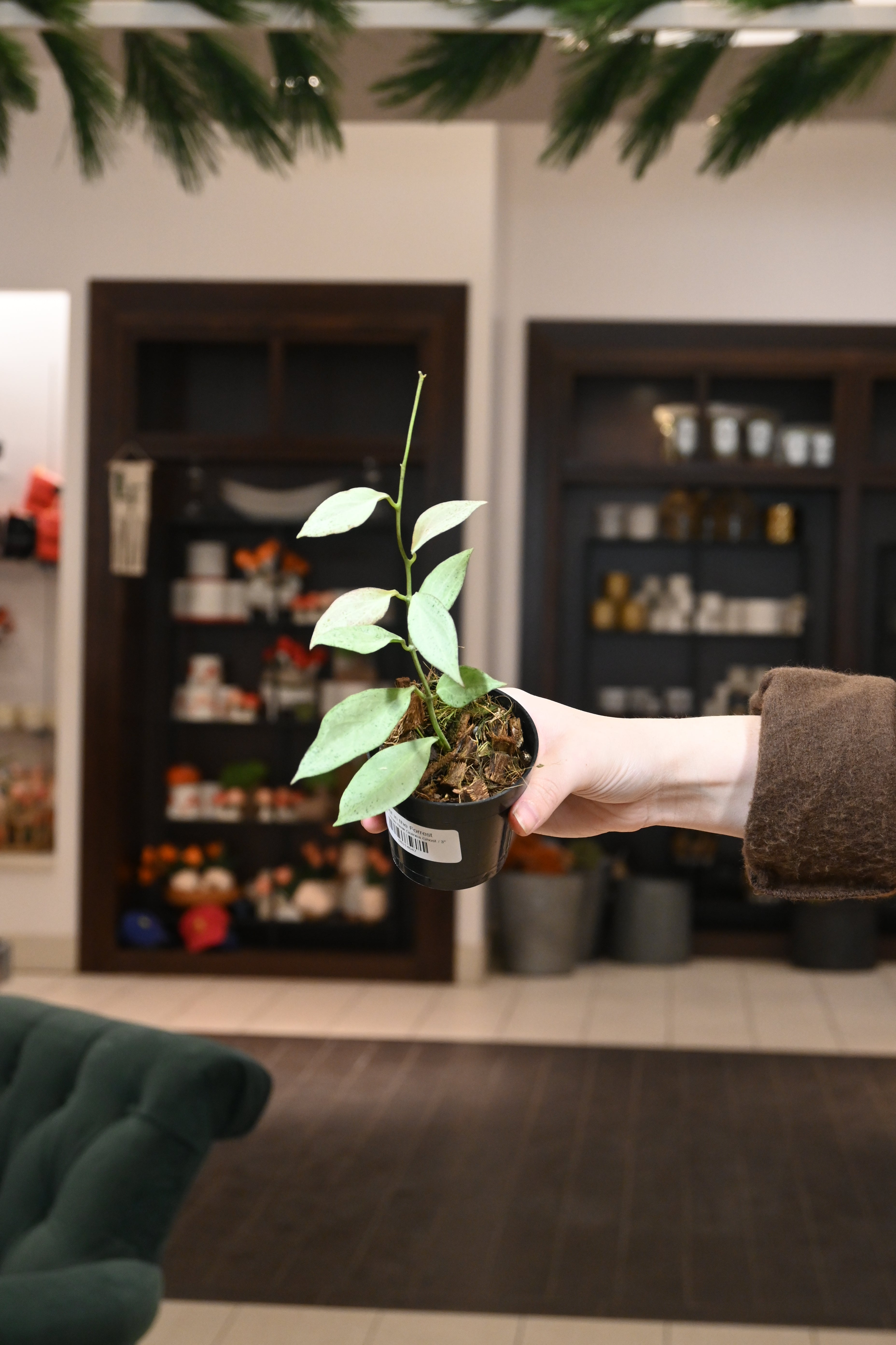 Hoya New Guinea Ghost