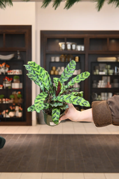 Calathea Lancifolia