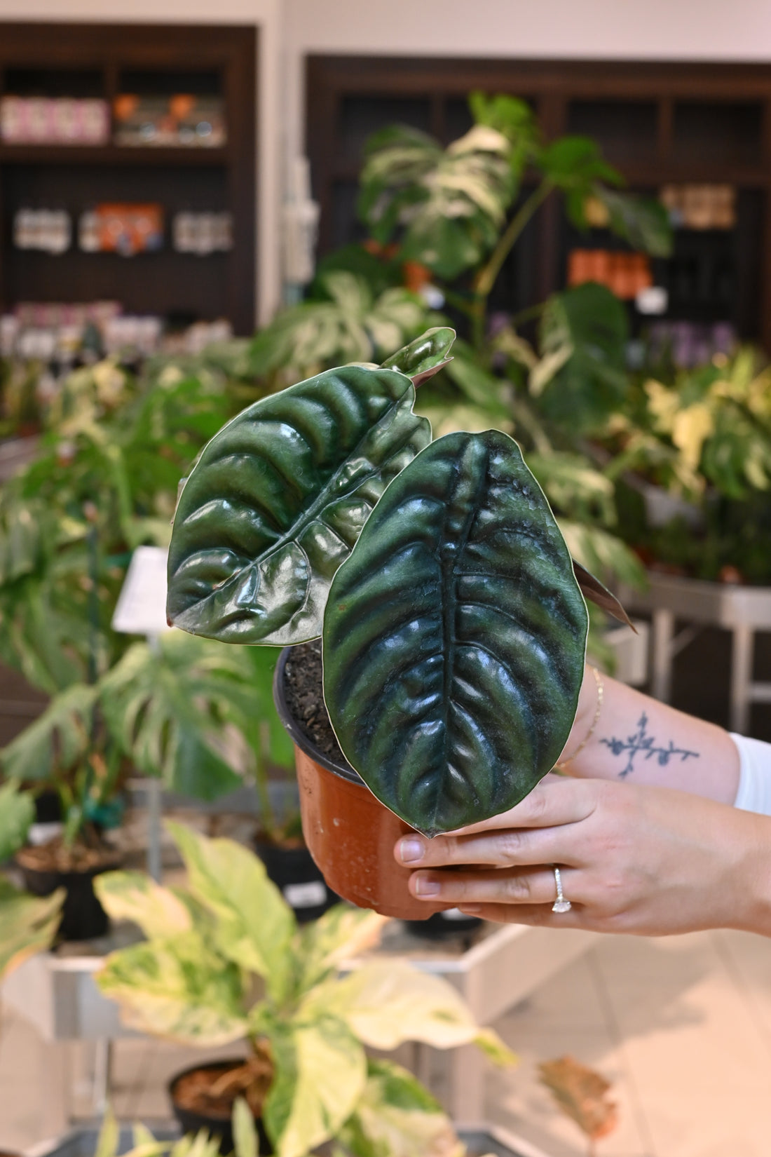 Alocasia Cuprea