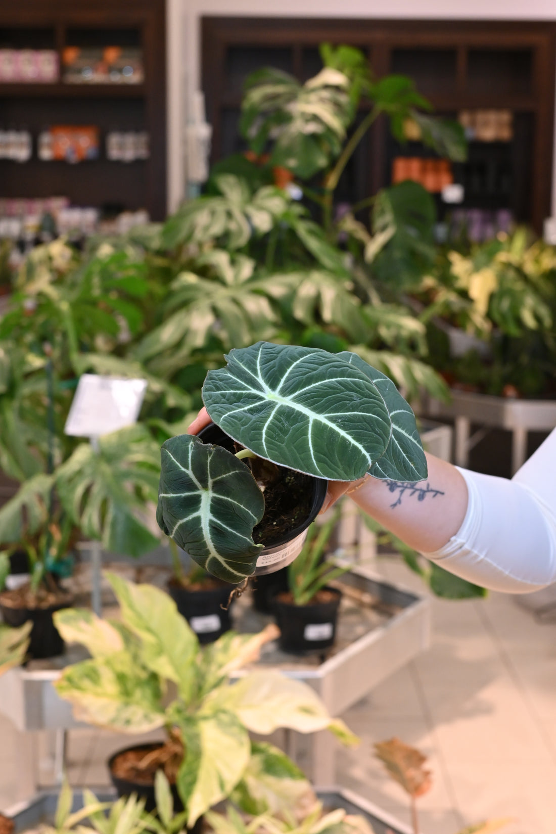 Alocasia Black Velvet