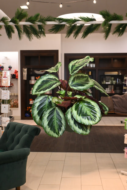 Calathea Medallion