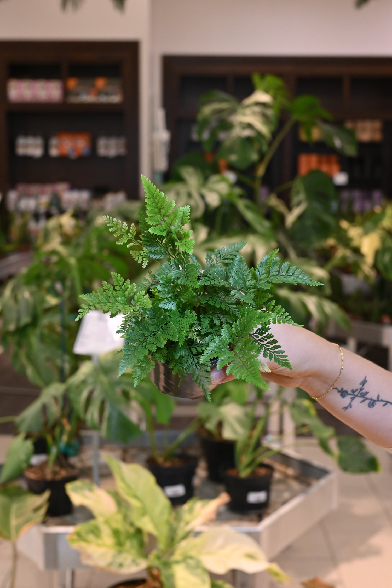 Rabbit Foot Fern