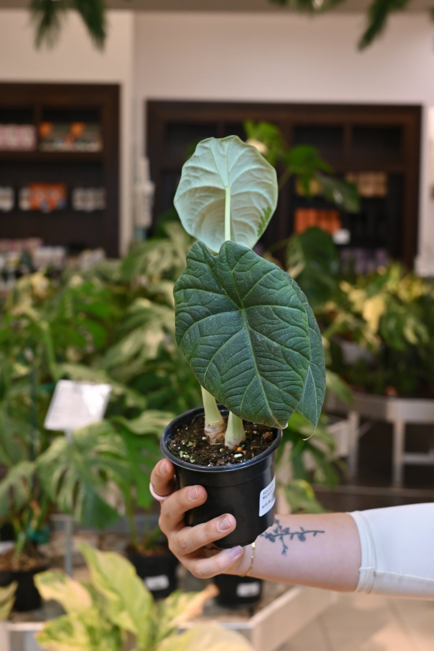 Alocasia Maharani