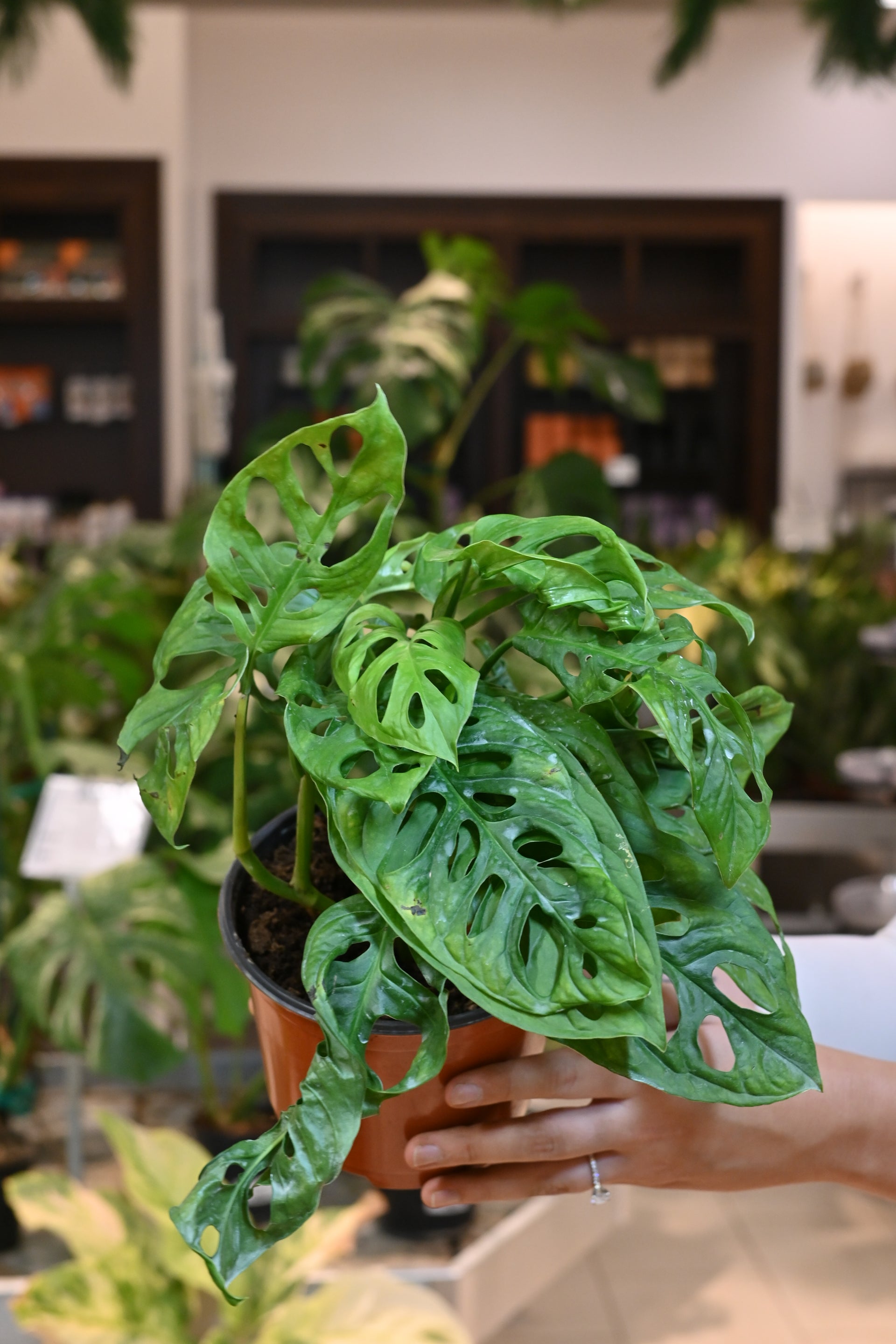 Monstera Adansonii Wide Form – Lost in the Forrest