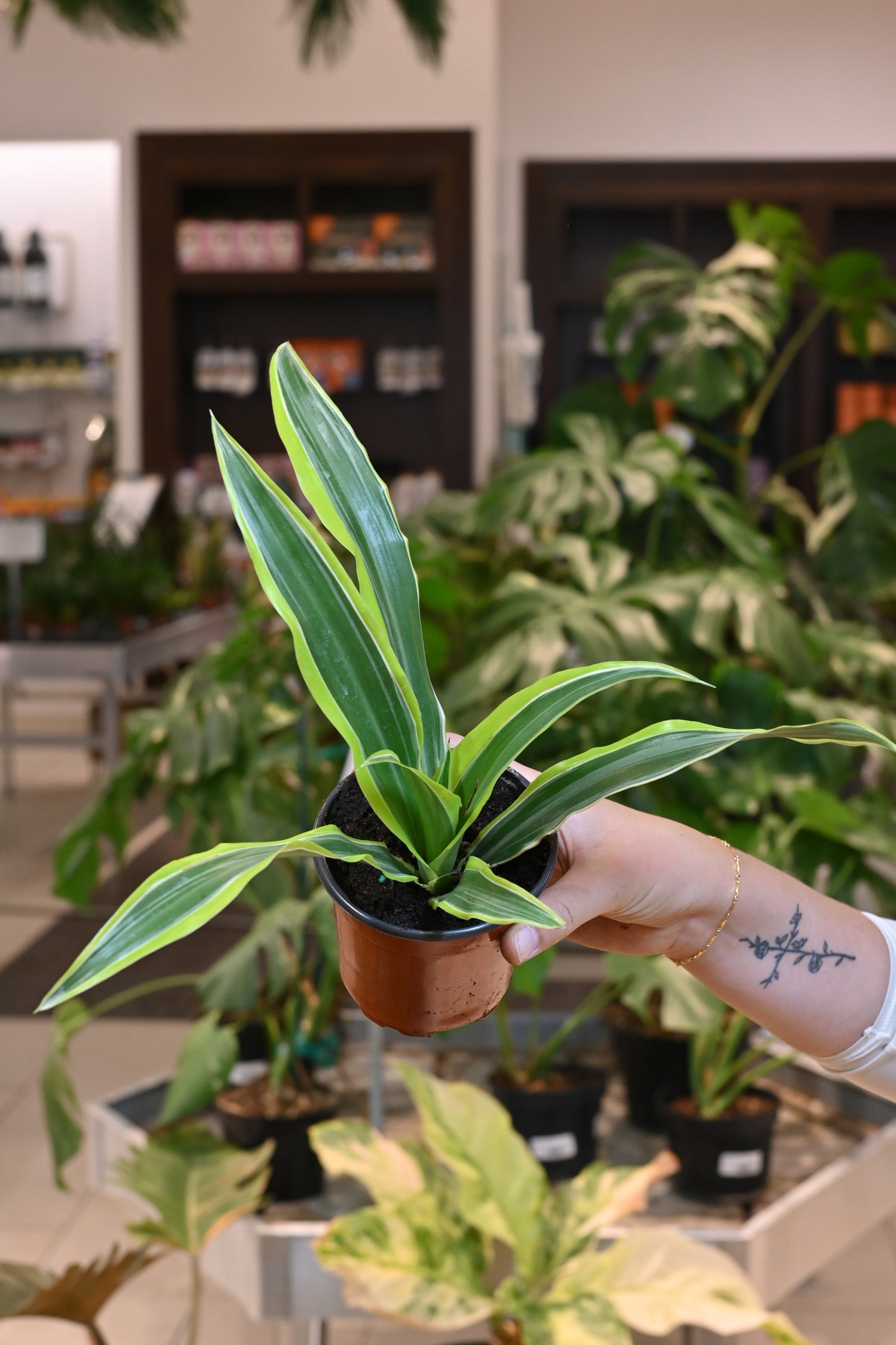 Dracaena Lime Warneckii